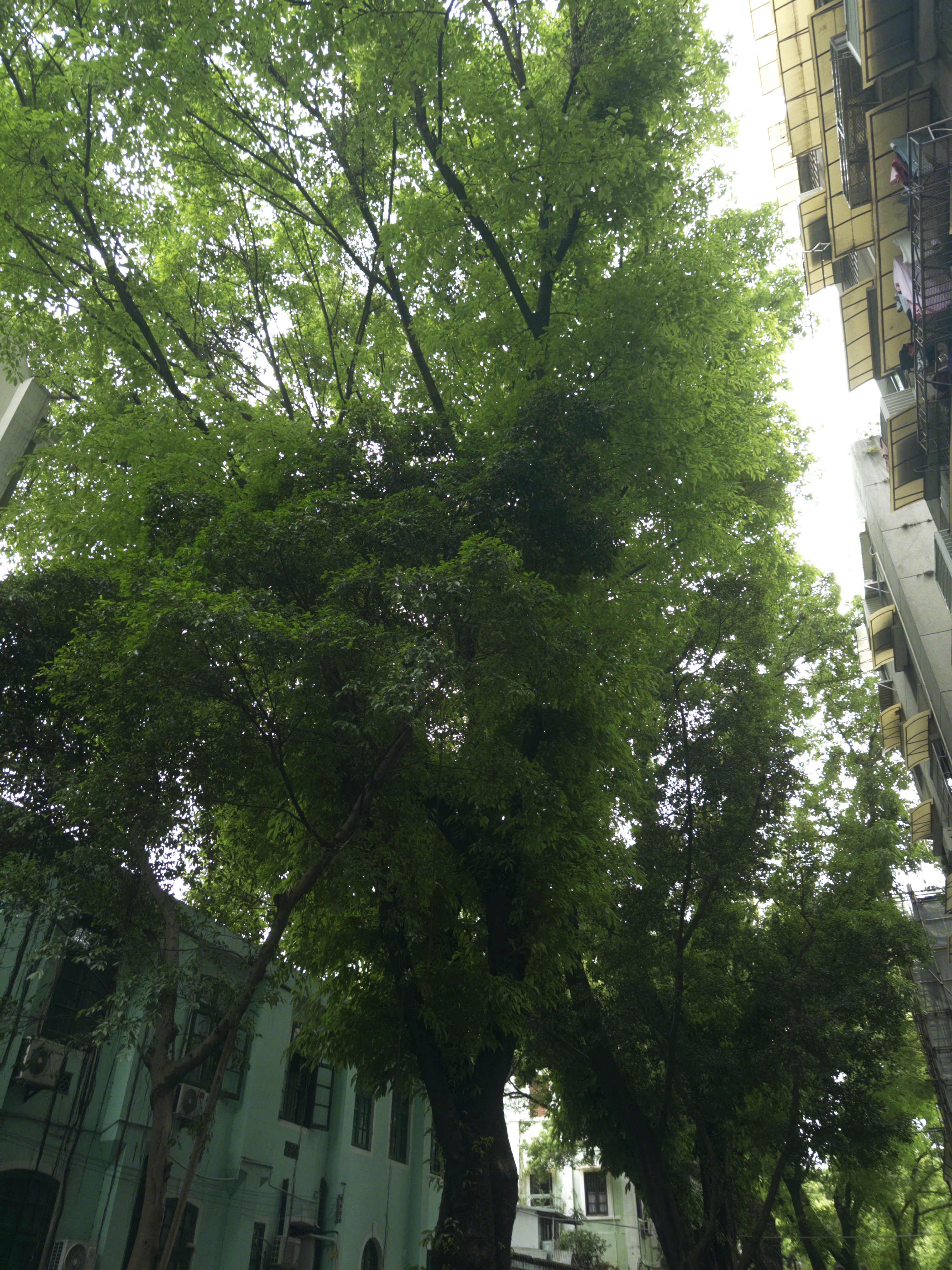 粤港澳三城游 - 4