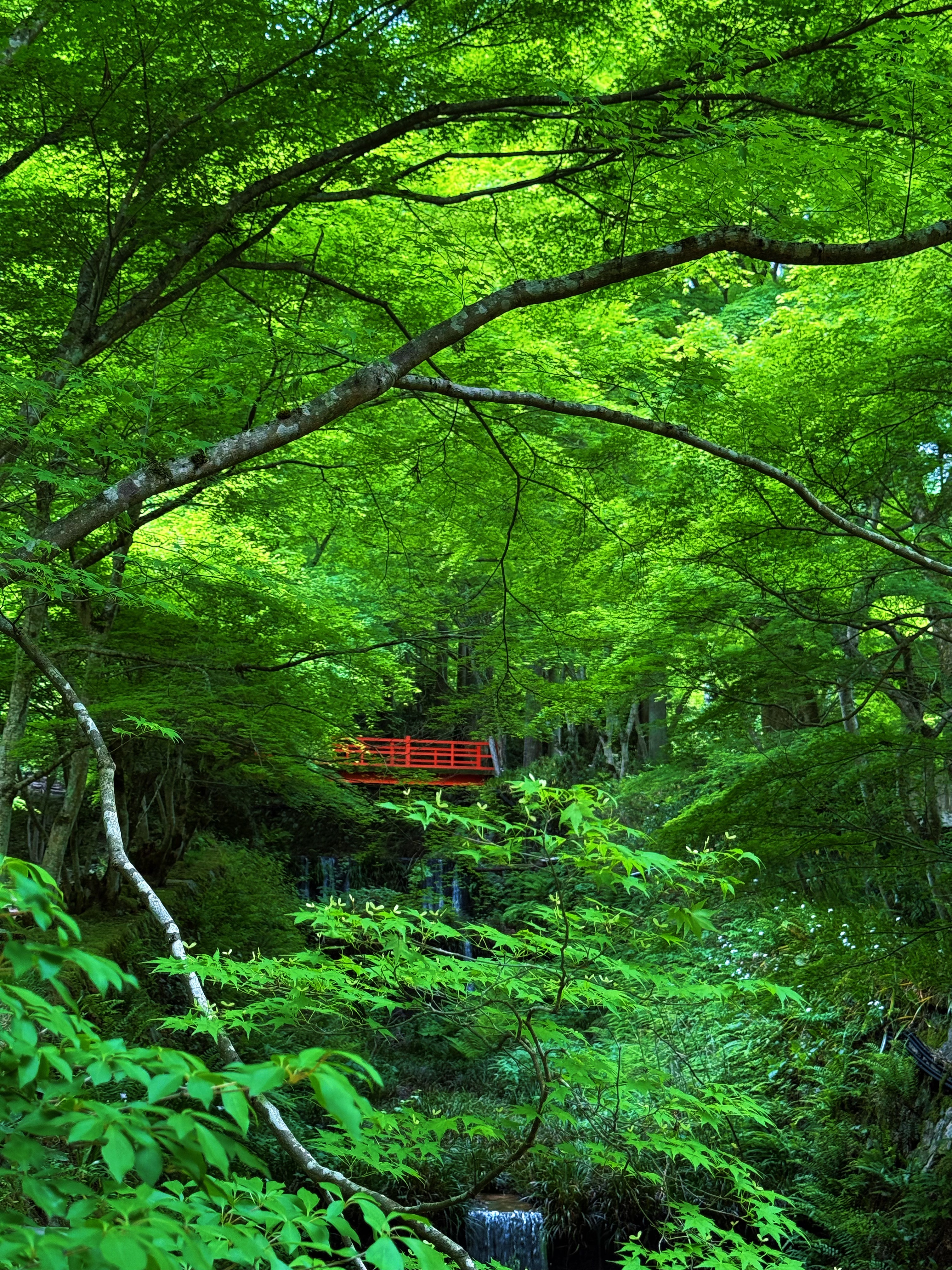 京都